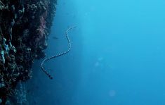 3467007