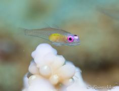 1522997