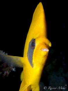 1683286