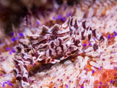 1752189