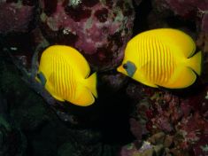 155730