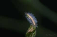 2427386