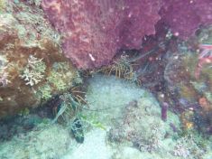 1667977