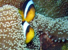 306345